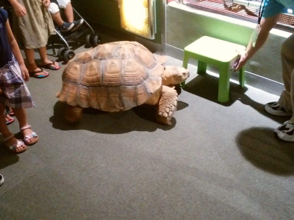 姫路市立水族館　亀