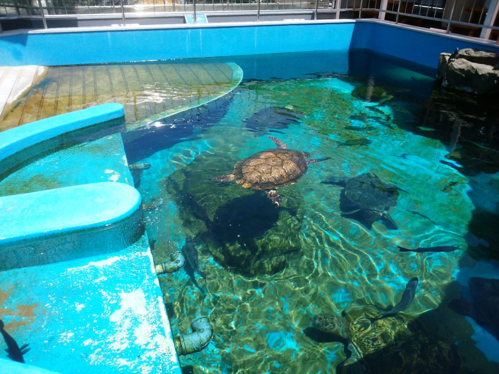 姫路市立水族館　亀