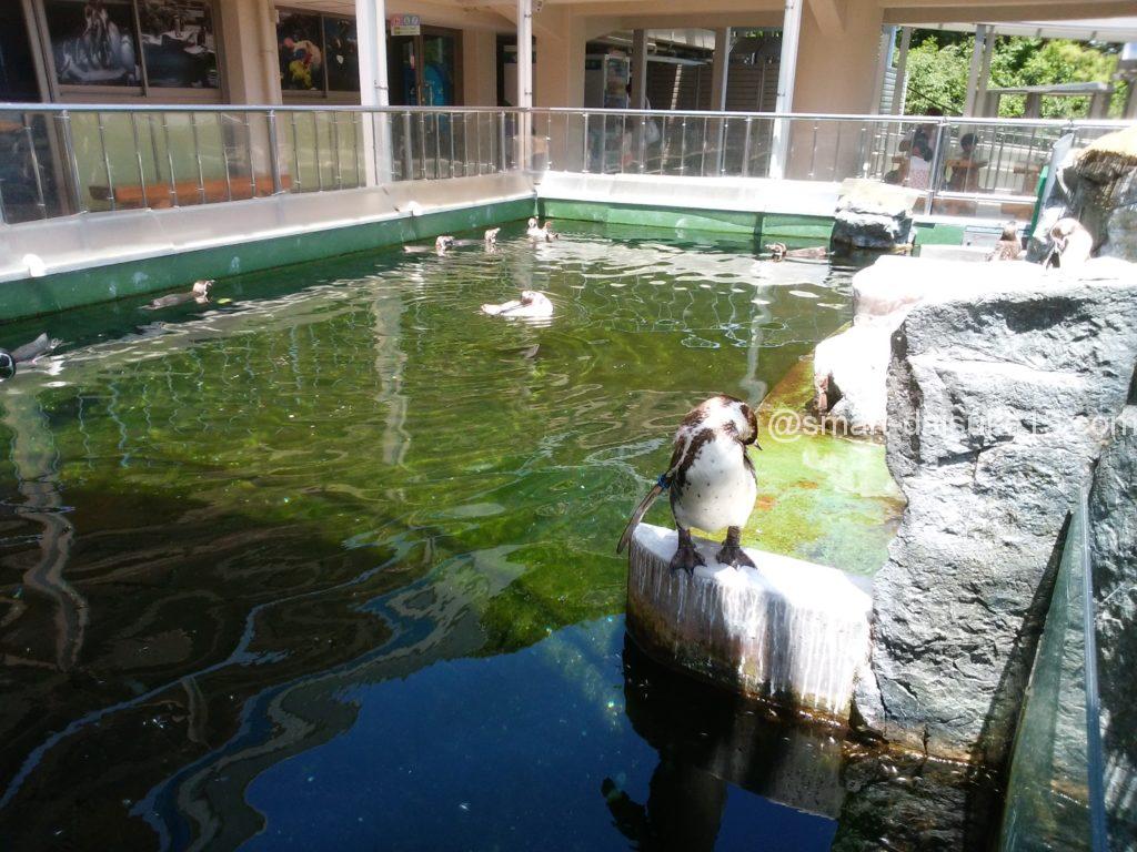 姫路市立水族館ペンギン