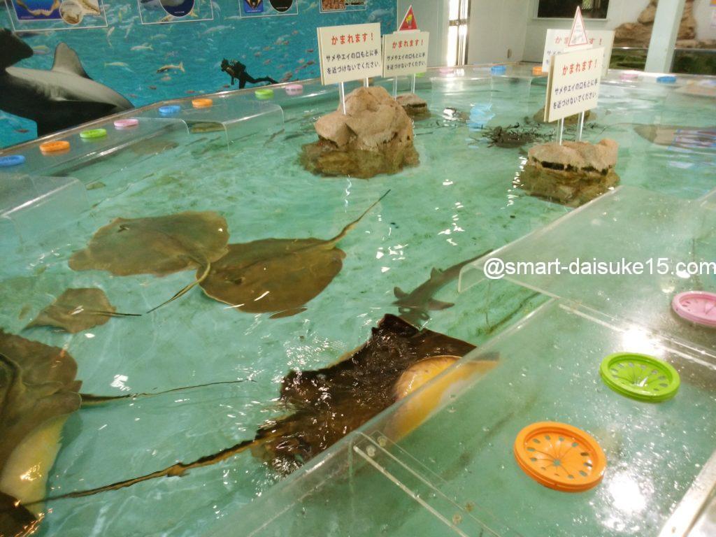 姫路水族館タッチプール