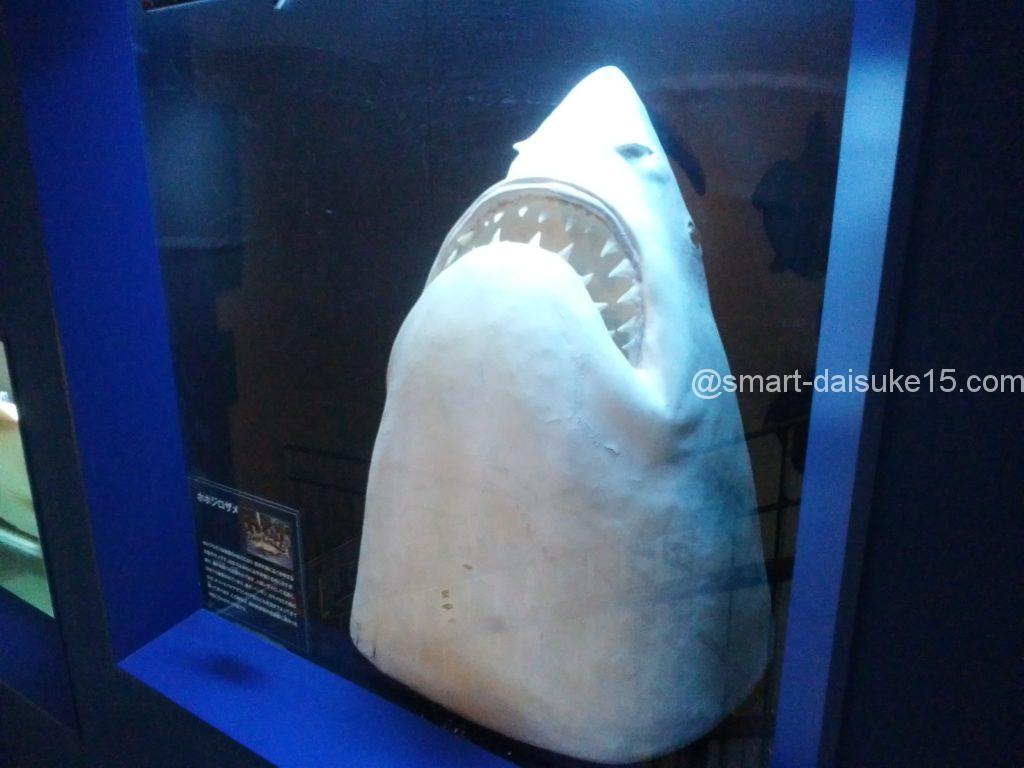 姫路市立水族館 展示