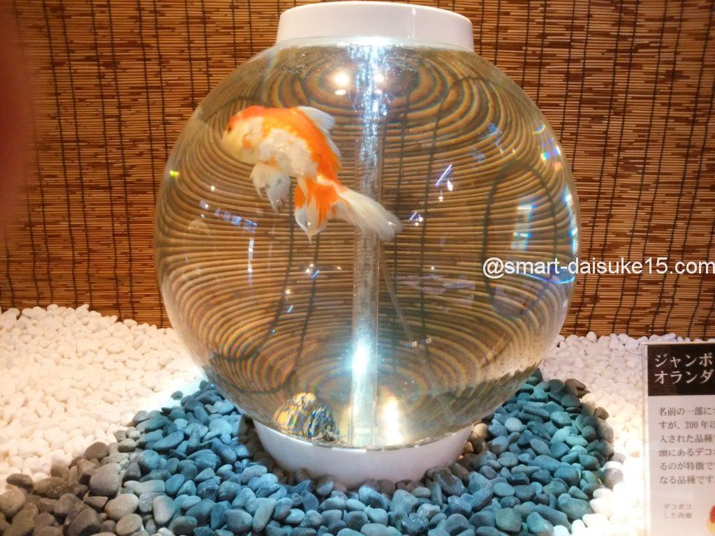 姫路市立水族館 企画展示店