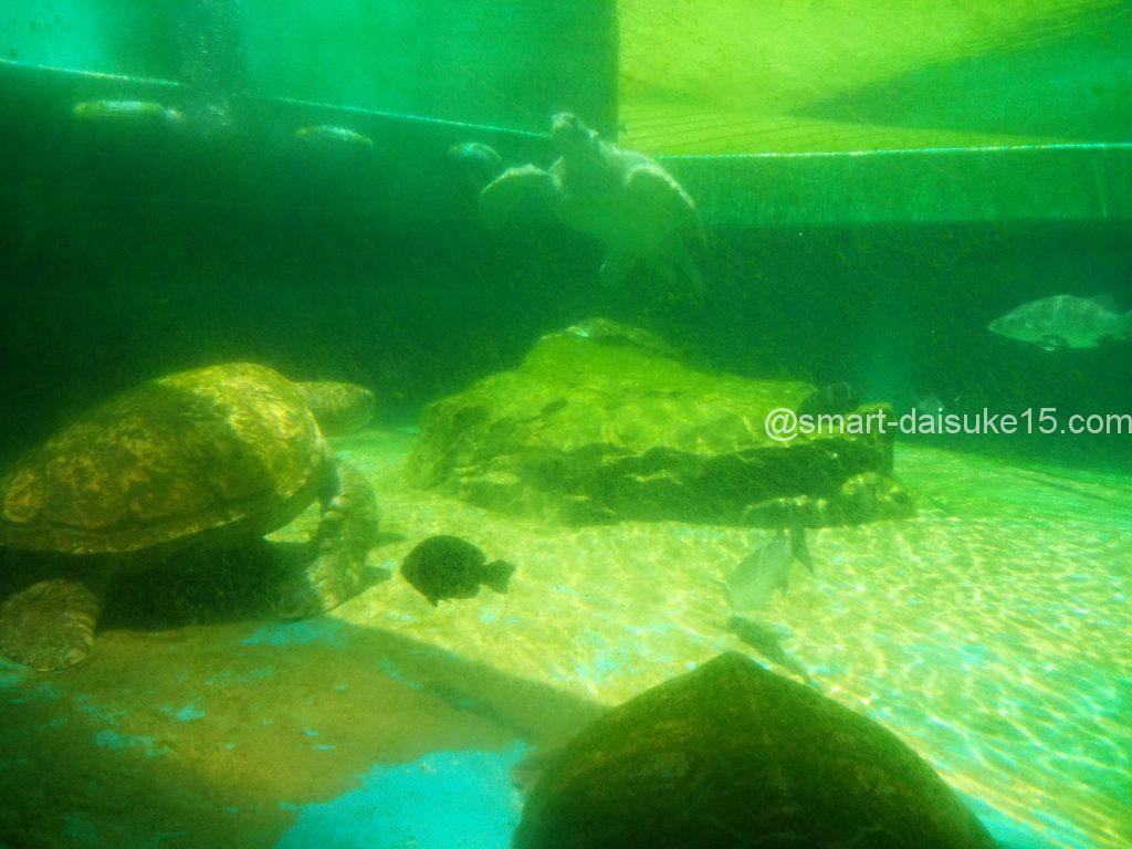 姫路市立水族館　ウミガメ