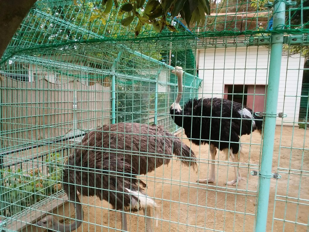 姫路動物園 ダチョウ