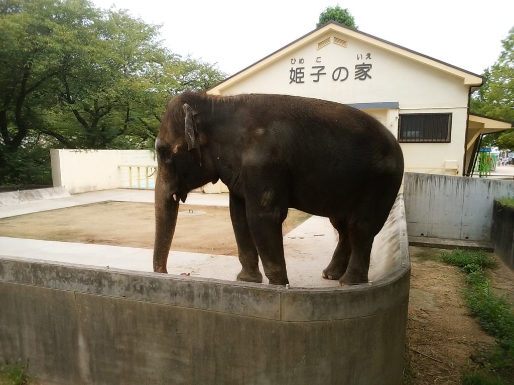 姫路動物園 ゾウの姫子