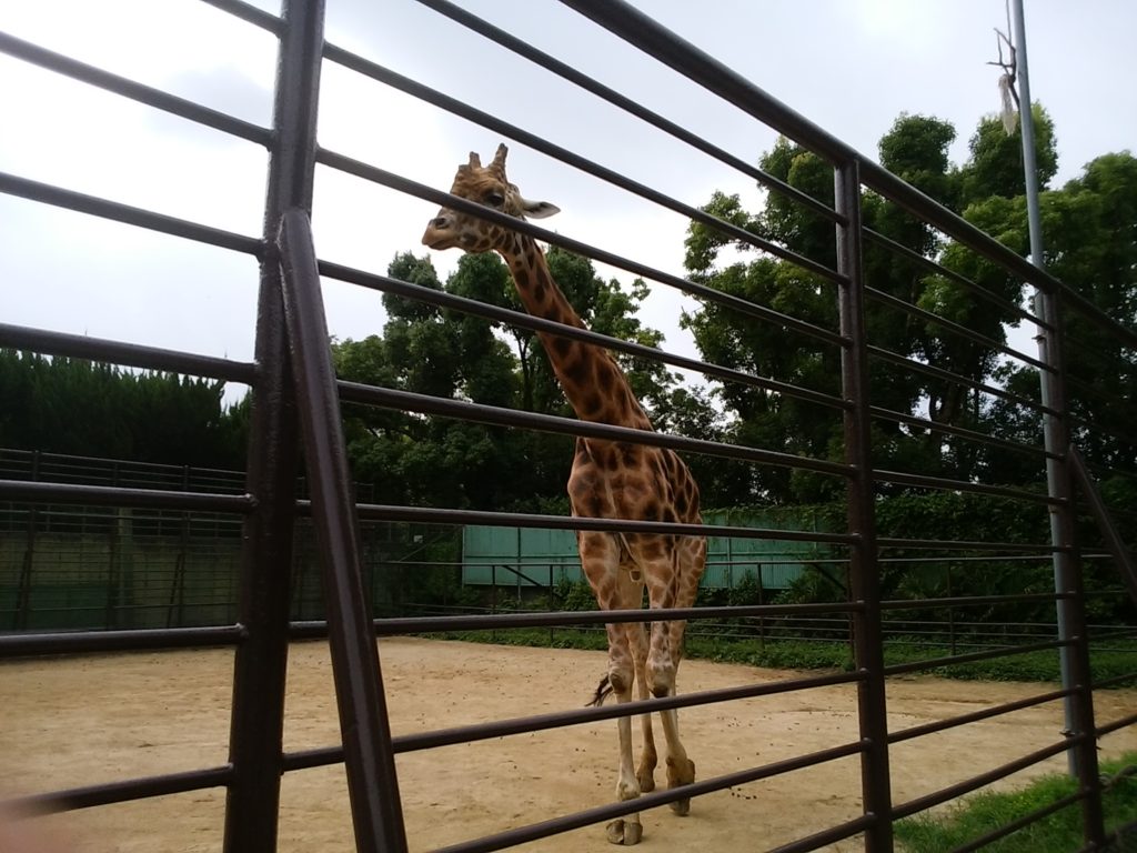 姫路動物園 キリン