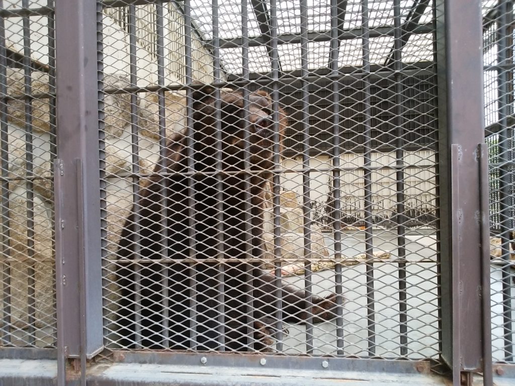 姫路動物園 エゾヒグマ
