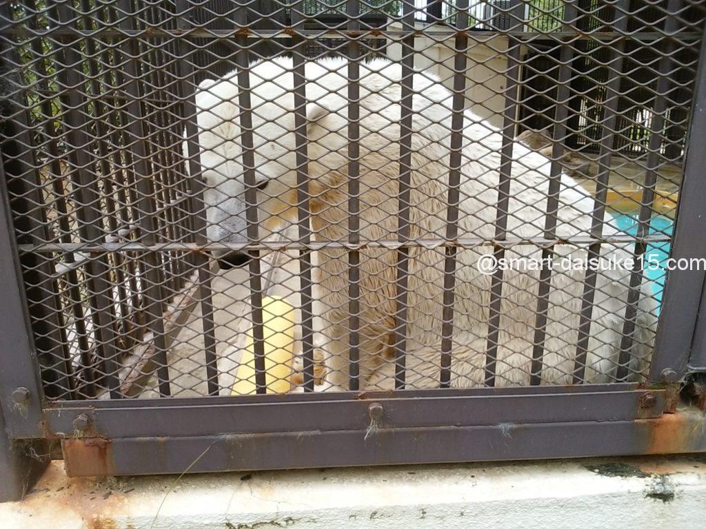 姫路動物園シロクマ
