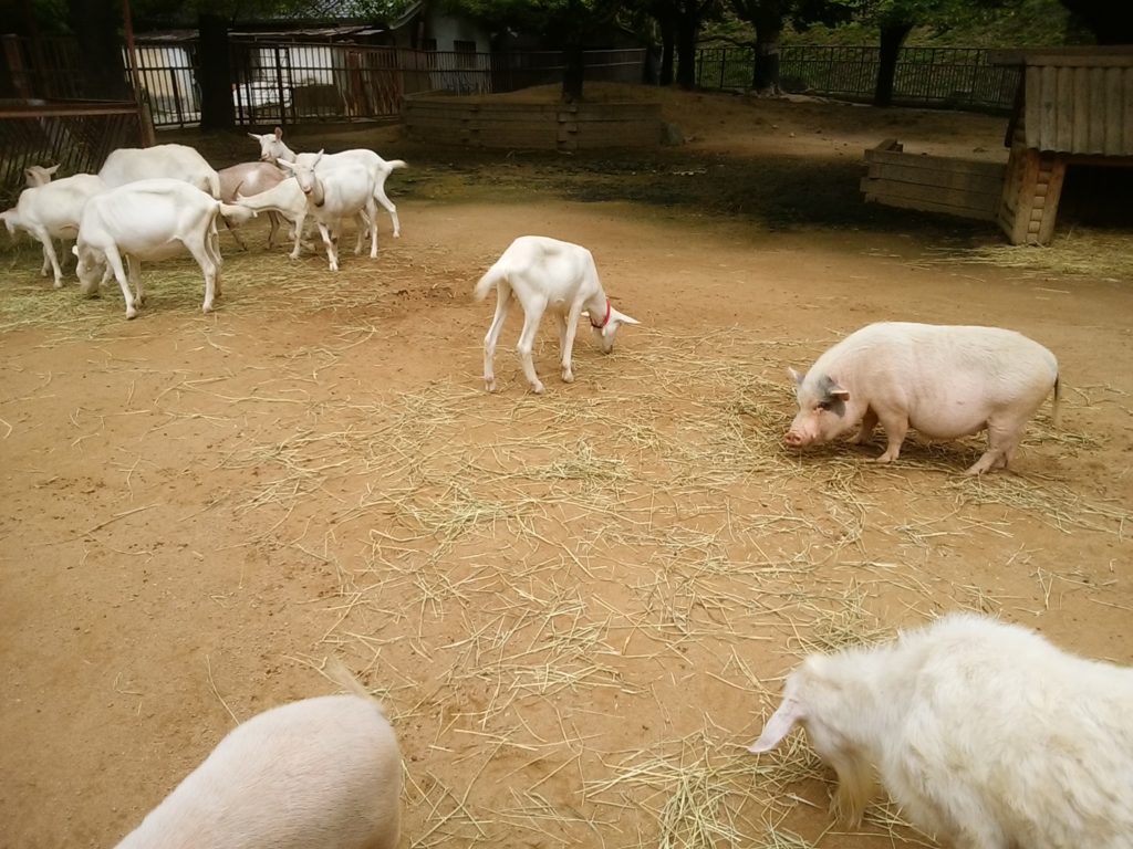 姫路動物園 ふれあい広場