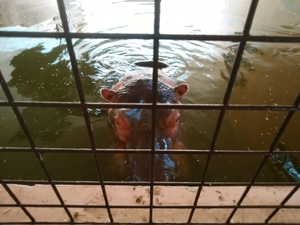姫路動物園 カバ
