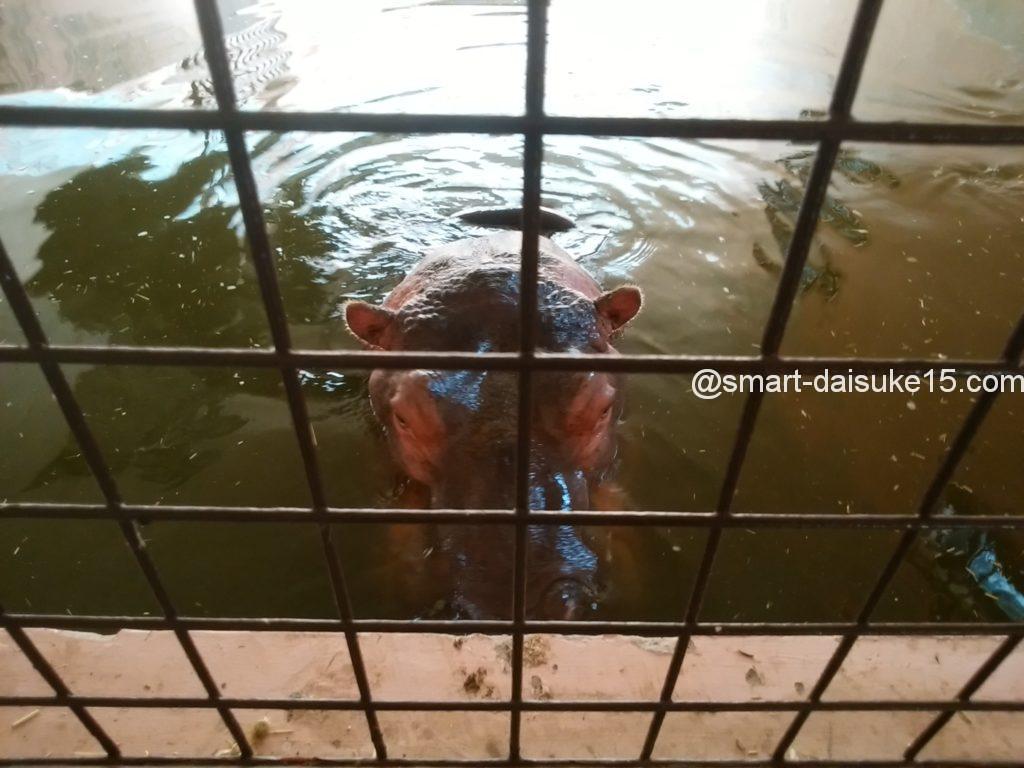 姫路動物園 カバ