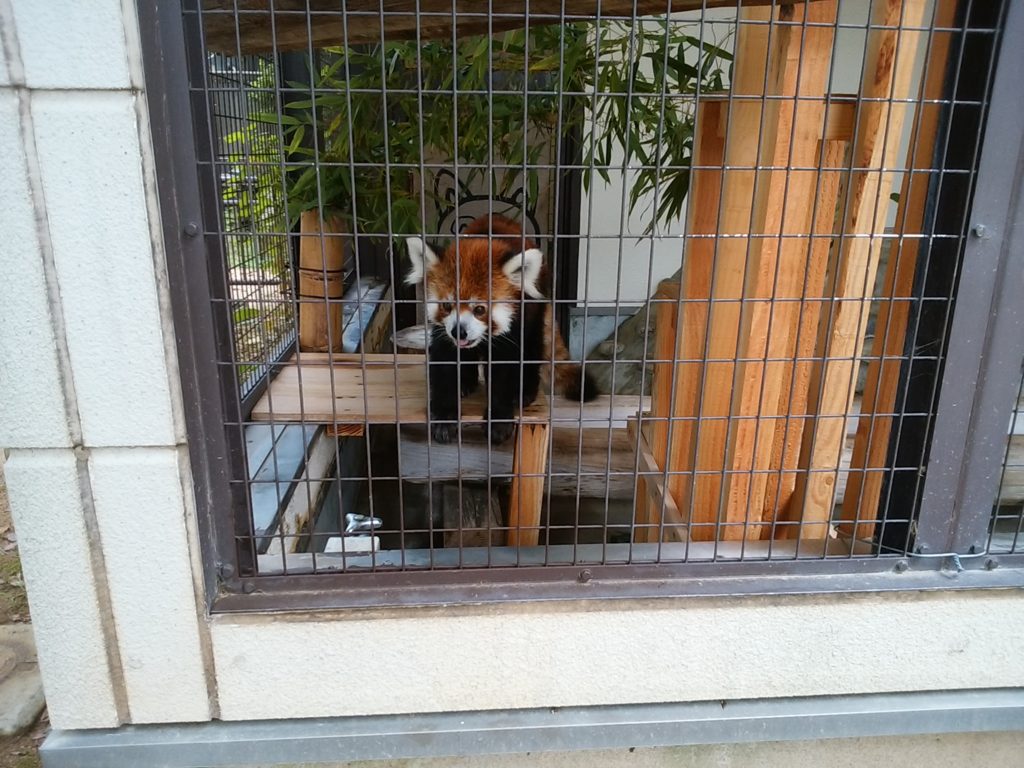 姫路動物園 レッサーパンダ