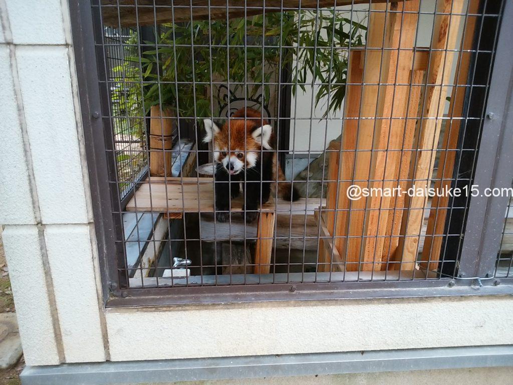 姫路動物園レッサーパンダ