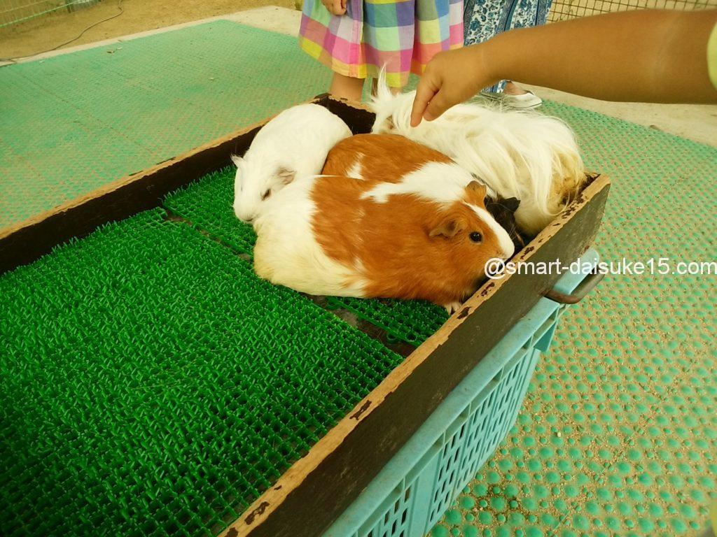 姫路動物園ふれあいコーナー