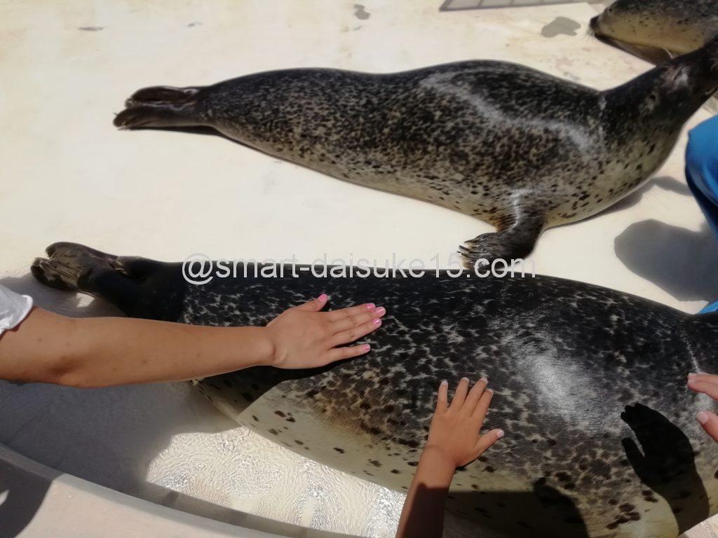 越前松島水族館アザラシ