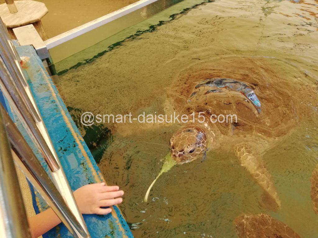 越前松島水族館エサやり