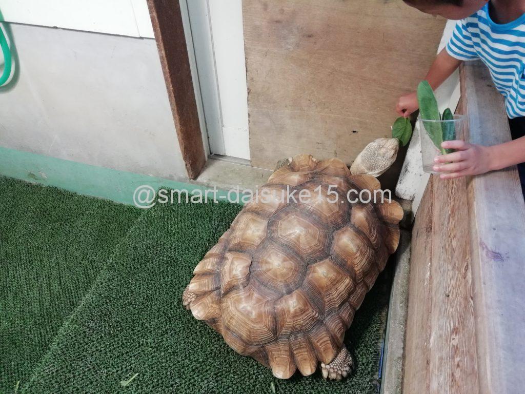 越前松島水族館エサやり