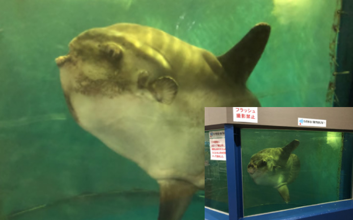 越前松島水族館 マンボウ