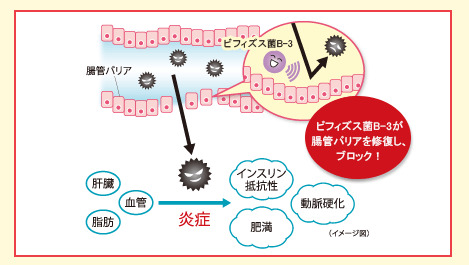 ビフィズス菌B-3