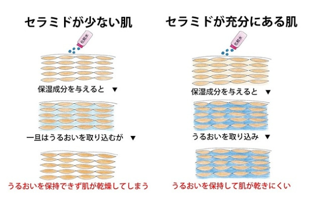セラミド