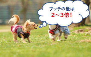ブッチ 子犬