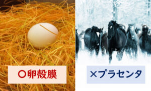 卵殻膜 プラセンタ