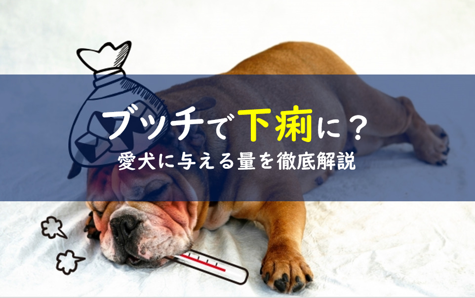 【ブッチで犬が下痢に？】吐く時はトッピングを与える量に注意 一条工務店とイツキのブログ