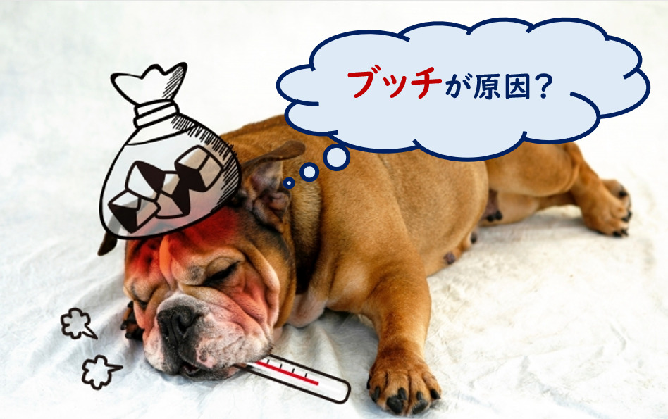ブッチ