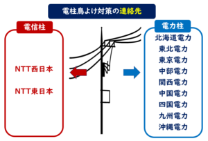 電柱鳥よけ対策