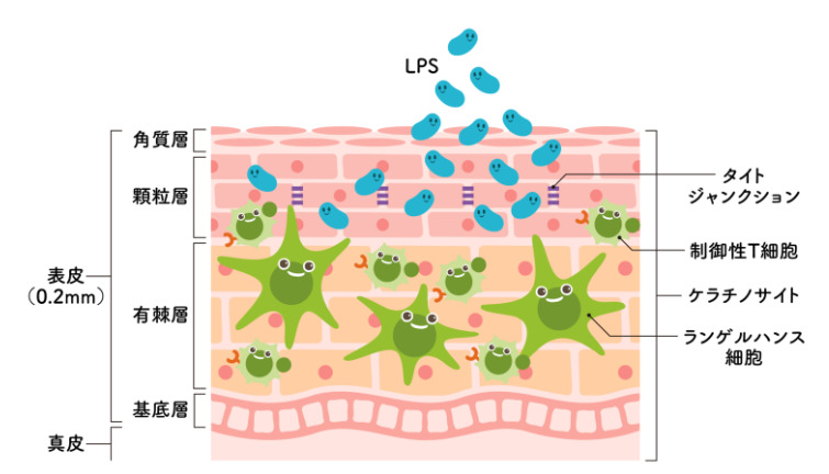 パントエア菌LPS