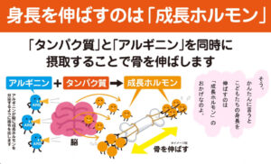 アルギニン